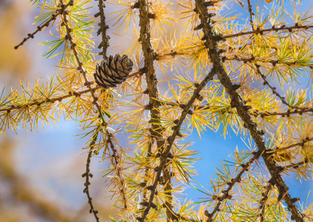 Larix gmelinii or the Dahurian larch. Cones on a coniferous tree in autumn. Yellow needle like leaves. Blue sky background.の写真素材