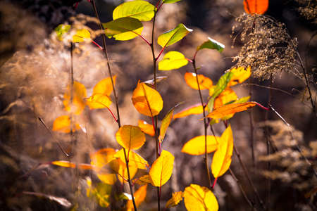 Yellow faded autumn leaves in a forest. Selective focus. Blurred autumn nature backgroundの写真素材