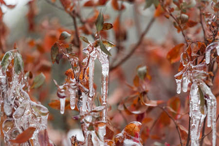 Branches glazed by ice. Transparent beautiful icicles on the branches of a tree or shrub with yellow leaves in late autumn after freezing rain. Nature background.の写真素材