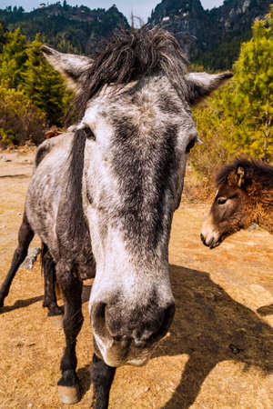 Close up of head of horse mare with foal on the way to Taktshang Goemba (Tiger's Nest Monastery), the most famous Monastery in Bhutan, in a mountain cliff, Himalayas. Horse portrait.の写真素材