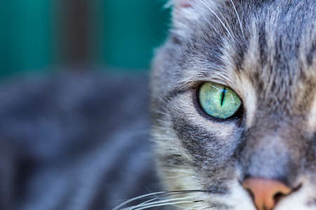 Portrait of a gray tabby cat with green eyes and pink nose. Focus on the beautiful green cat's eye. Only half the face of the cat and one eye are visible.の写真素材