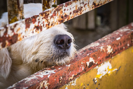 Homeless sad shaggy dog behind fence in an animal shelter waiting for bew owner adoption. Dog nose...