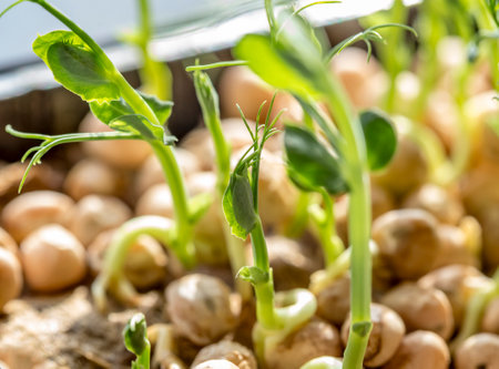 Close-up of peas sprout microgreens. Growing microgreen sprouts close up view. Germination of seeds at home on the window. Vegan and healthy eating concept. Sprouted seeds, micro greens.の写真素材