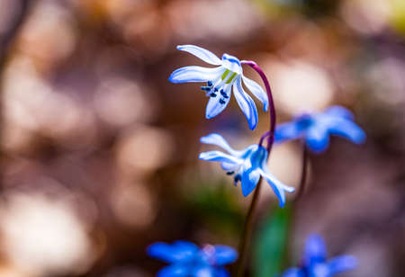 Close-up of tender flowers of blue spring scilla siberica on nature forest background, selective soft focus, spring backgroundの写真素材