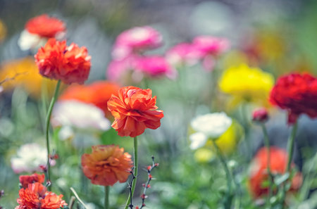 Colorful Ranunculus flowers or Ranunculus asiaticus or the Persian buttercup, close up. Selective...