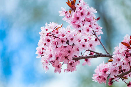 Beautiful pink flowers of purple leafed plum Prunus cerasus Cerasifera Pissardii Tree in spring. Prunus tree blossom. Ornamental tree in the city park.の写真素材