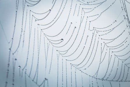 Close up abstract art macro photography of cobweb or spiderweb with rain or dew water drops in the morning fog. Natural abstract background.の写真素材