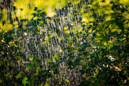 Plants leaves under a heavy rain shower with waterdrops in the golden rays of the sun in summer. Fresh rainy summer background. Rain and sun.の写真素材