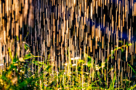 Plants leaves under a heavy rain shower with waterdrops in the golden rays of the sun in summer. Fresh rainy summer background. Rain and sun.の写真素材