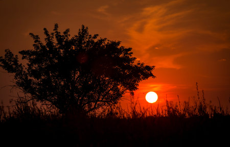 Red sunset of the hot sun on the background of the silhouette of a tree and dry grass. Red Sky. Global warming, climate change, extreme heat waves. Hot evening. Danger of fire.の写真素材