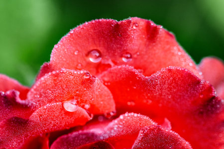 Close up of water drops of dew or rain on the delicate petals of a red rose flower. Beautiful floral...
