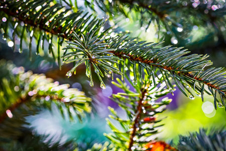 Spruce fir tree branch under a heavy rain shower with waterdrops in the golden rays of the sun in...