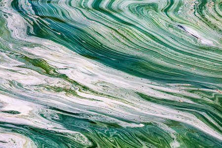 Algal bloom in water of Dnieper river in Ukraine. Green color of water caused by a rapid increase or accumulation of algae. Ecological disaster. Water pollution. Natural green abstract backgroundの写真素材