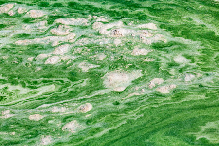 Algal bloom in water of Dnieper river in Ukraine. Green color of water caused by a rapid increase or...