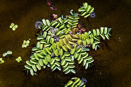 Floating aquatic fern Salvinia natans known as floating watermoss, floating moss, or Water Butterfly...