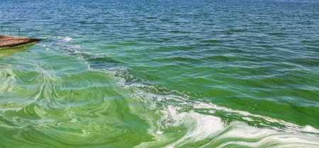 Algal bloom in water of Dnieper river in Ukraine. Green color of water caused by a rapid increase or accumulation of algae. Ecological disaster. Water pollution. Natural green abstract backgroundの写真素材