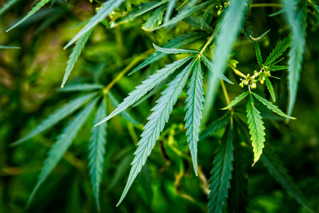 Young leaves, buds and stems of cannabis satvia hemp plant in natural environment. Selective focus.の写真素材