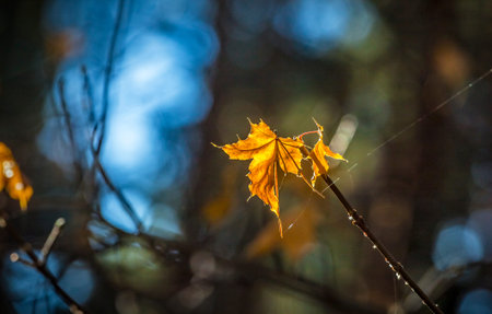Abstract autumn background with bright yellow leaves in sunbeams for design, postcard, wallpaper....