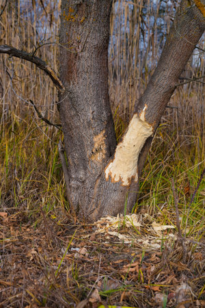 Tree trunk chewed and spoiled by a European beaver activity for dam construction at the riverbank