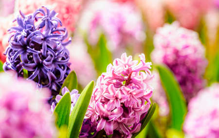 Closeup macro photo of pink, purple, blue growing fragrant hyacinth flowers in botanical garden, traditional easter flower, spring background. selective focus. Template for festive greeting post card.の写真素材