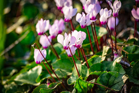 Close up of flowers cyclamen Cyclamen Persian persicum blooming in the forest, Migdal HaEmek, Northern Israelの写真素材