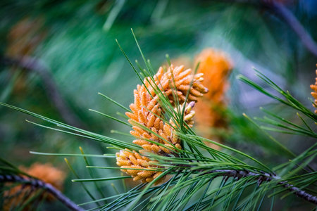 Blossom of he stone pine, botanical name Pinus pinea, also known as the Italian stone pine, umbrella...