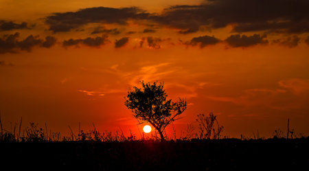 Red sunset of the hot sun on the background of the silhouette of a tree and dry grass. red sky. Global warming, climate change, extreme heat waves. hot evening. Danger of fire.の写真素材