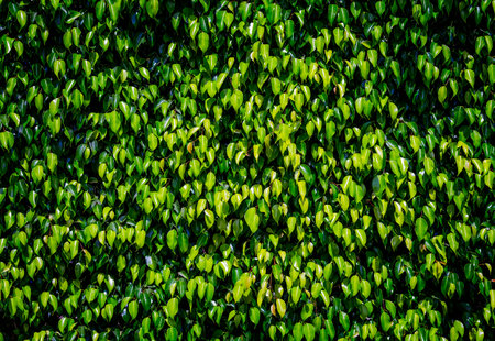 green leaf texture. leaf texture background. nature background. Foliage wallpaper. Free space for text.の写真素材