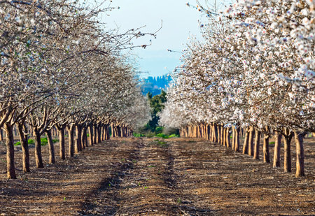 Beautiful almond garden, rows of blooming almond trees orchard in a kibbutz in Northern Israel, Galilee in february, Tu Bishvat Jewish holidayの写真素材