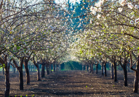 Beautiful almond garden, rows of blooming almond trees orchard in a kibbutz in Northern Israel, Galilee in february, Tu Bishvat Jewish holidayの写真素材