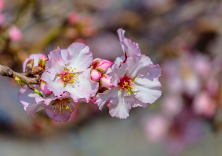 Blooming almond tree branch in springの写真素材
