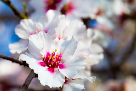 Blooming almond tree branch in springの写真素材