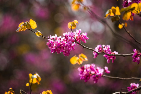 Cercis siliquastrum or Judas tree, ornamental tree blooming with beautiful pink colored flowers. Eastern redbud tree blossoms in spring time. Soft focus, blurred background. Spring in Israelの写真素材
