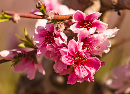 Peach orchard blossom closeup in spring. Blooming fruit peach trees in kibbutz in spring in Israel on the Golan Heights. Pink flowers on the branches of peach trees.の写真素材