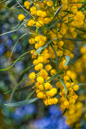 Close up of yellow balls flowers of Acacia saligna similar to mimosa tree (Acacia pycnantha, golden wattle, coojong, golden wreath wattle, orange wattle, blue-leafed wattle) in spring in Israel.の写真素材