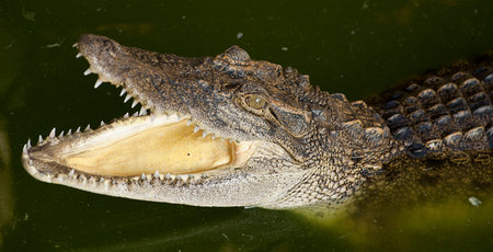 crovcodilの写真素材