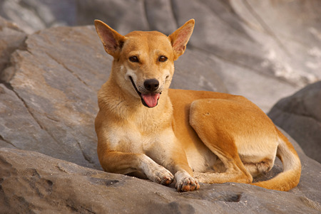 Dog lying on the rocksの写真素材