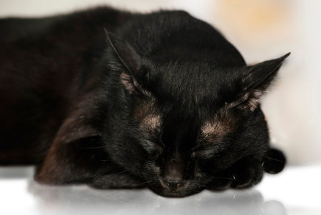 black cat isolated on the white backgroundの写真素材