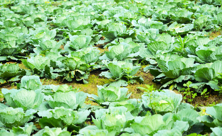 Garden turnipの写真素材
