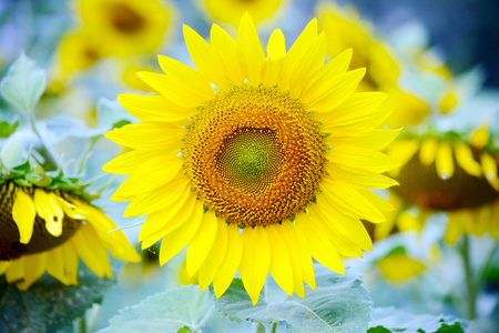 Sunflower fieldの写真素材