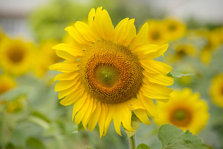 Sunflower fieldの写真素材