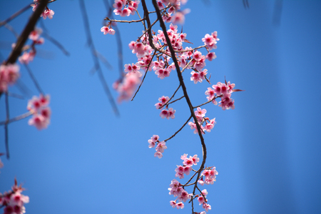 Flower queen tigerの写真素材