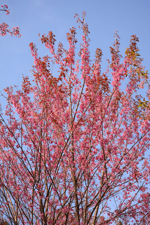 Flower queen tigerの写真素材