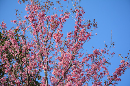 Flower queen tigerの写真素材