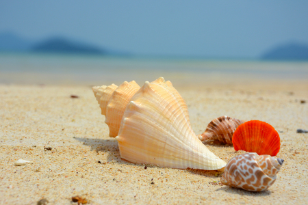 shell on sandの写真素材