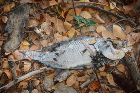 dead fish and many fliesの写真素材