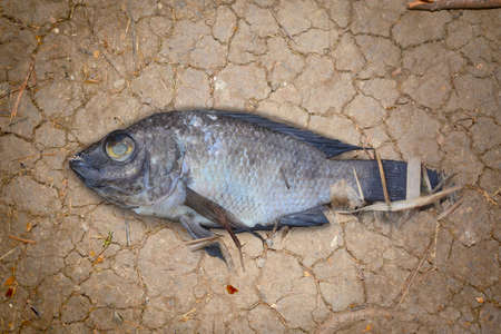 The carcasses of the fish are seen lying on cracked soilの写真素材