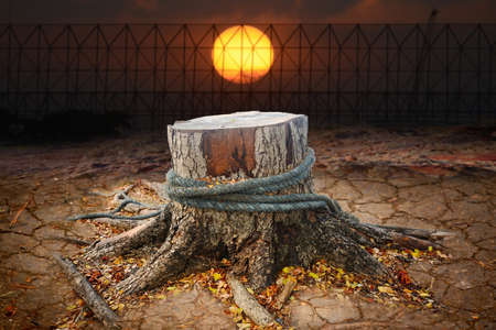 Tree stump on arid ground with sunset background, natural reserve and climate change conceptの写真素材