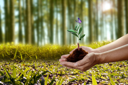 Human hand holding young plant with soil on nature background, environment concept