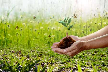 Human hand holding young plant with soil on nature background, environment conceptの写真素材